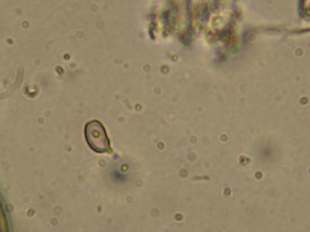 Sar� facile ....  ???   Quizzzz